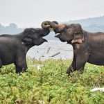 Minneriya national park