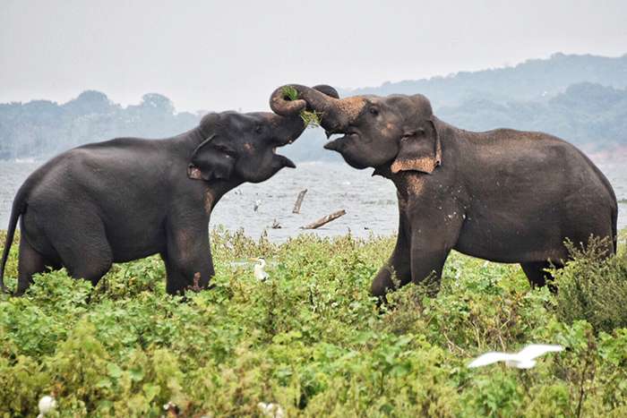 Minneriya national park