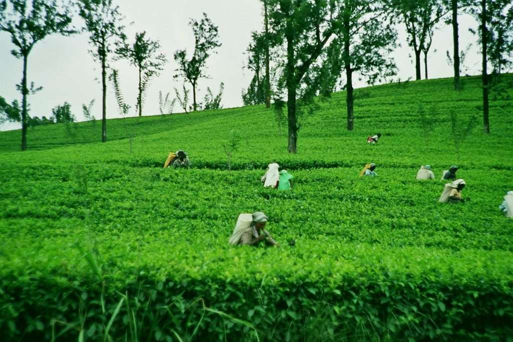 Nuwara eliya