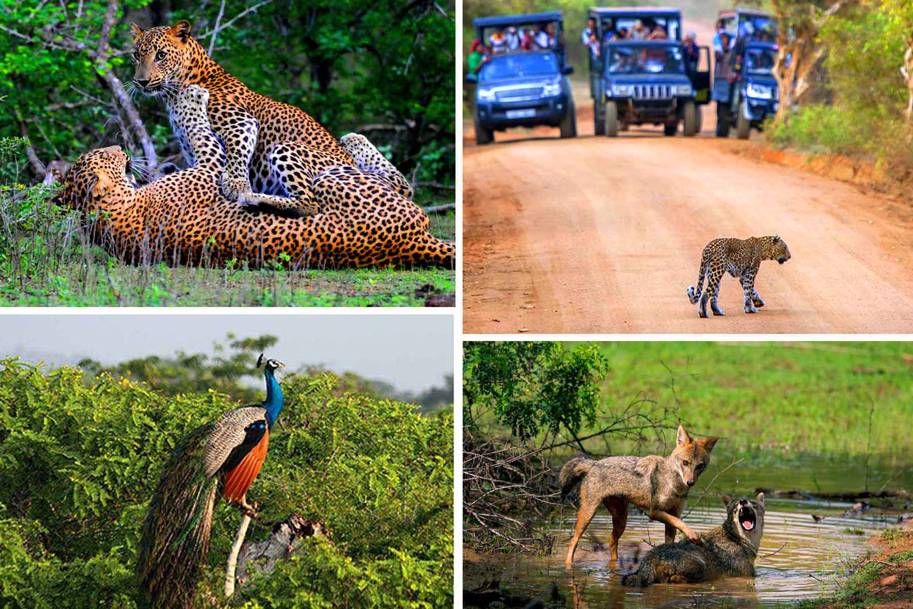 YALA NATIONAL PARK